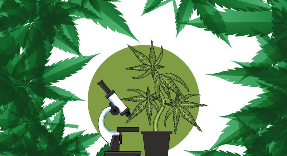 Understanding COAs for CBD Products