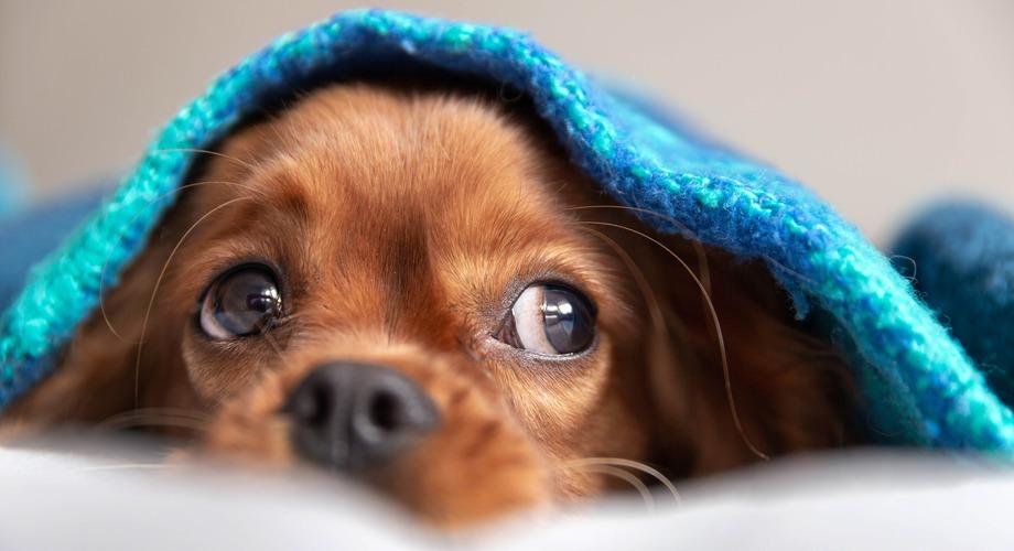 cbd for dogs