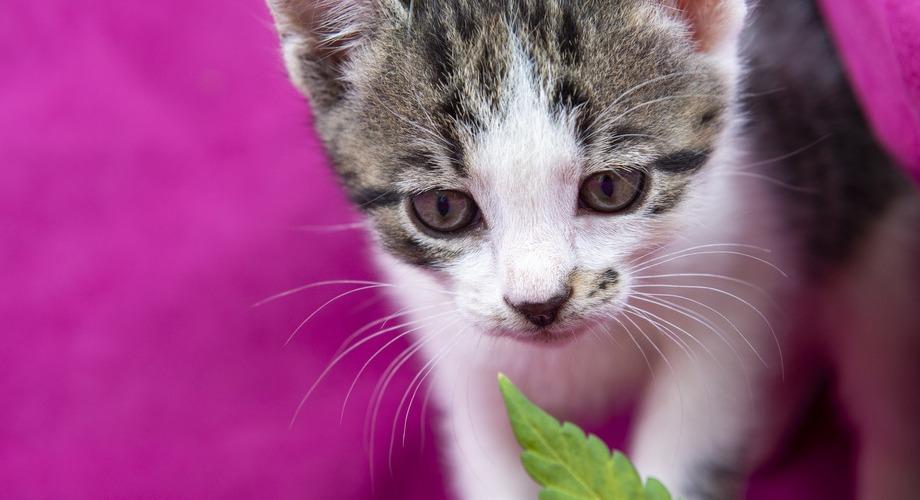 cbd for pets