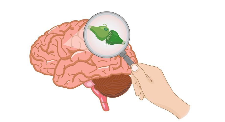 endocannabinoid system