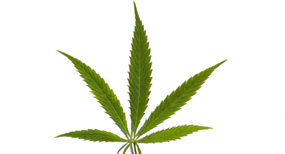 cbd